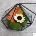 Terrarium en verre de plantes ouvertes en forme de boule du pentagone